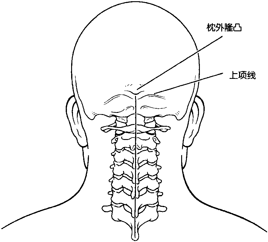 一、相关解剖